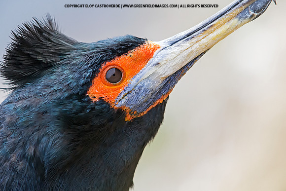 Red-faced Cormorant