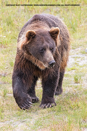 Brown Bear (c)