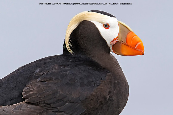 Tufted Puffin