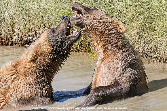Brown Bears
