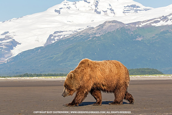 Brown Bear