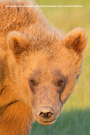 Brown Bear