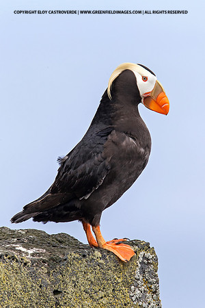 Tufted Puffin