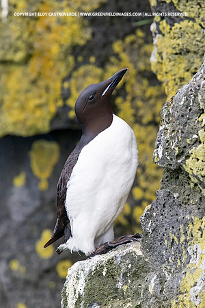 Thick-billed Murre