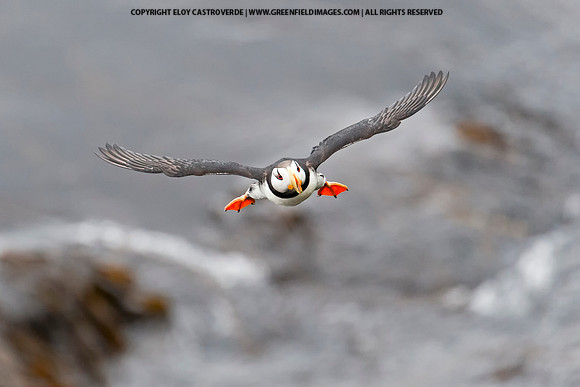 Horned Puffin