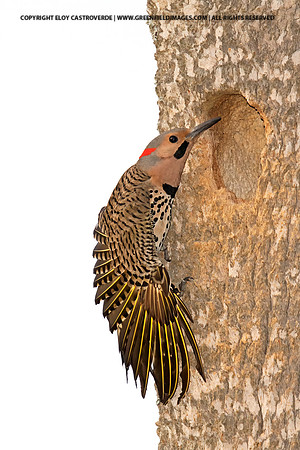Yellow Shafted Flicker