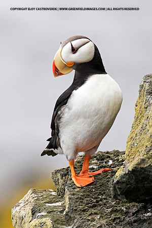 Horned Puffin