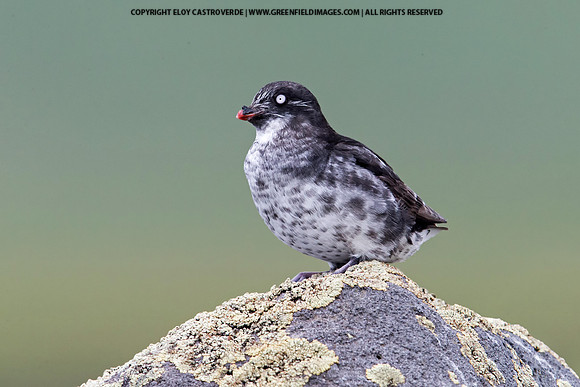 Least Auklet