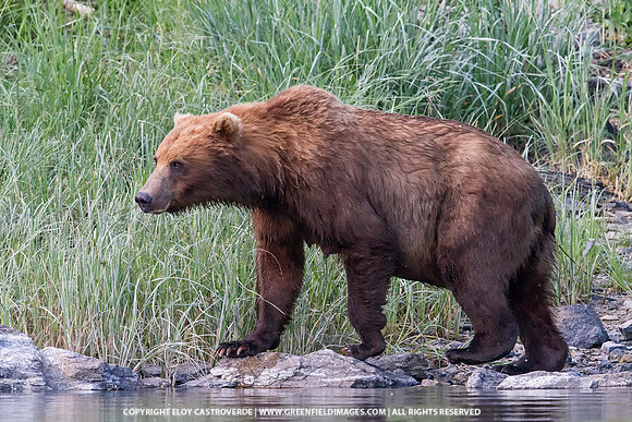 Brown Bear