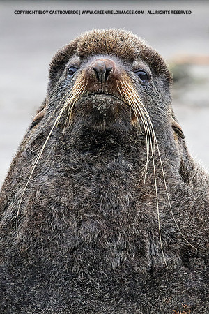 Northern Fur Seal