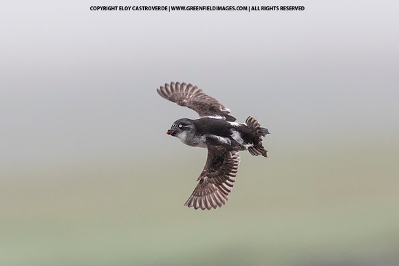 Least Auklet