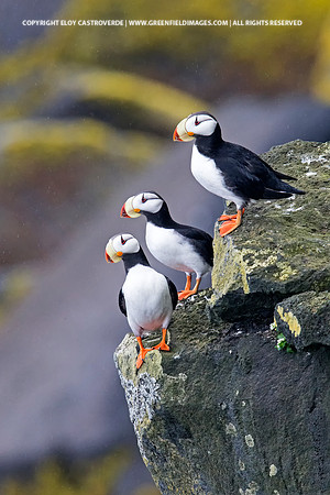 Horned Puffin
