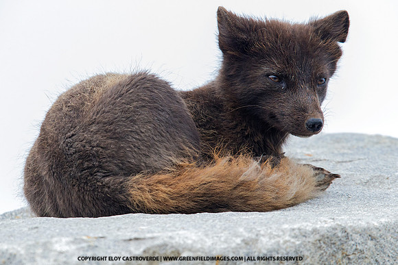 Arctic Fox