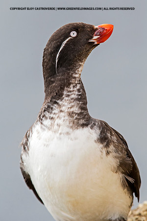 Parakeet Auklet
