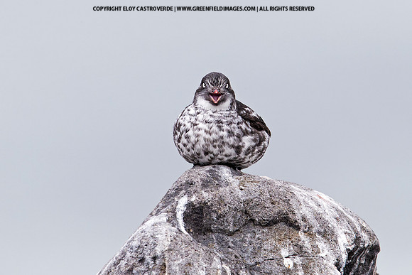 Least Auklet