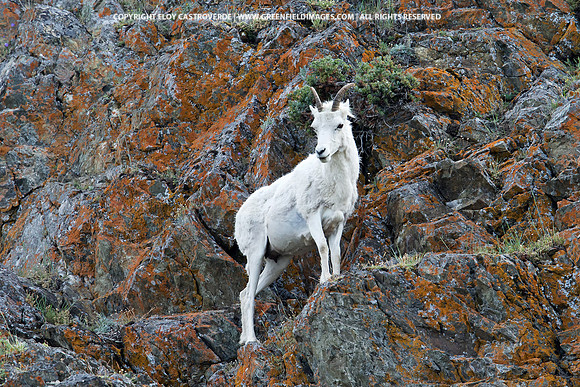 Dall Sheep