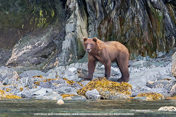 Brown Bear