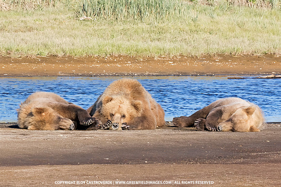 Brown Bear family