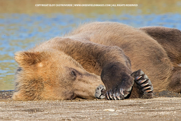 Brown Bear