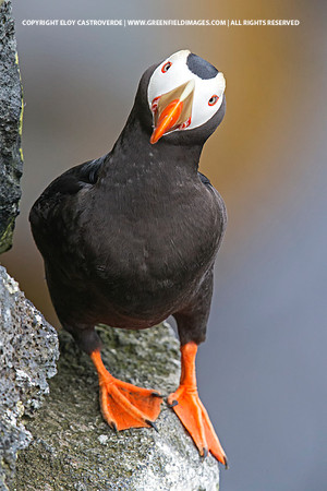 Tufted Puffin