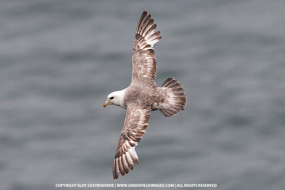 Northern Fulmar