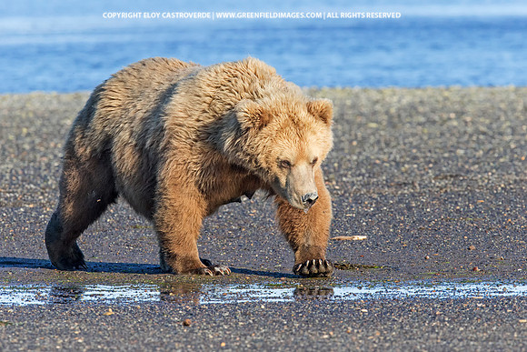 Brown Bear