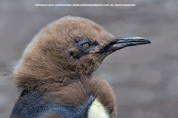 Juvenile King Penguin