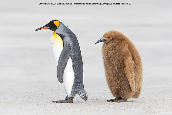 King Penguins
