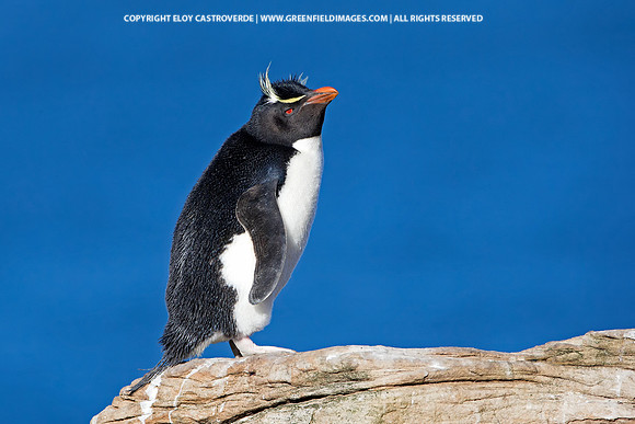 Rockhopper Penguin