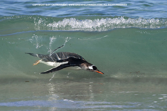 Gentoo Penguin