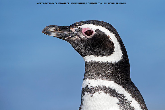 Magellanic Penguin