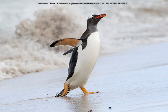 Gentoo Penguin
