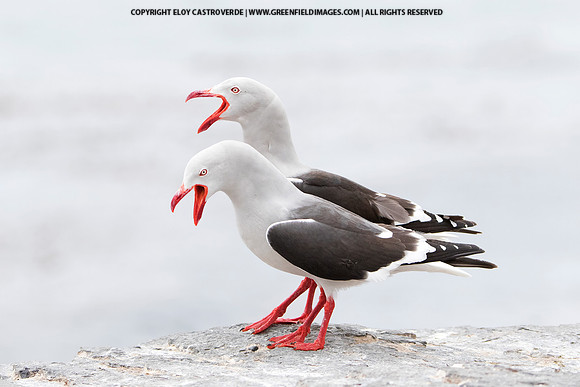 Dolphin Gulls