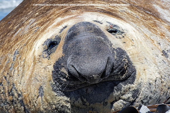 Southern Elephant Seal