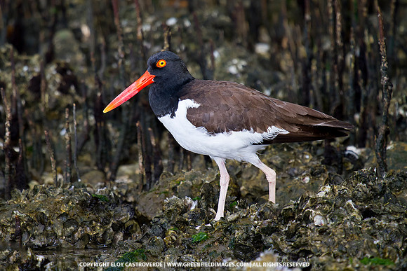 American Oystercatcher