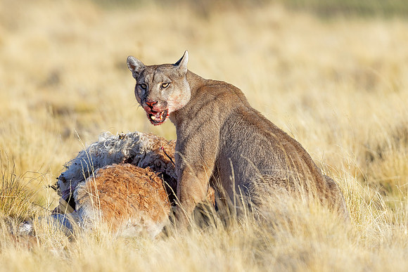 Puma (Patagonia, Chile)