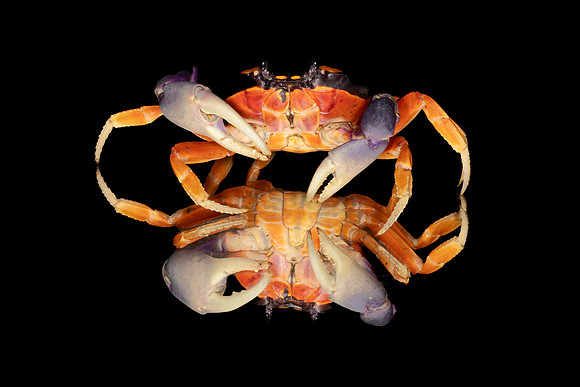 Moon Crab