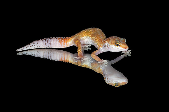 Tangerine Leopard Gecko