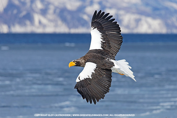 Steller's Sea Eagle (Japan)