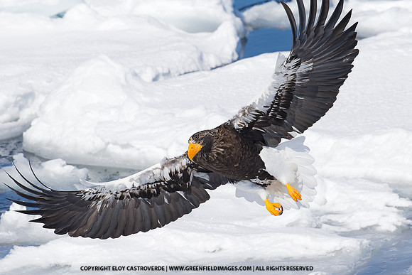 Steller's Sea Eagle (Japan)