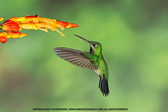 Green Crowned Brilliant Hummingbird (Ecuador)