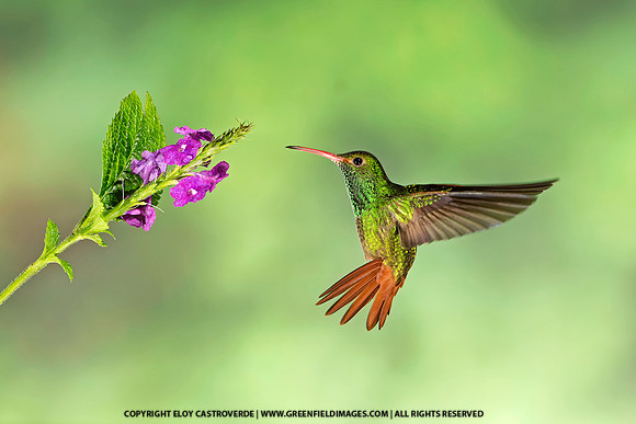 Rufous-tailed Hummingbird (Ecuador)