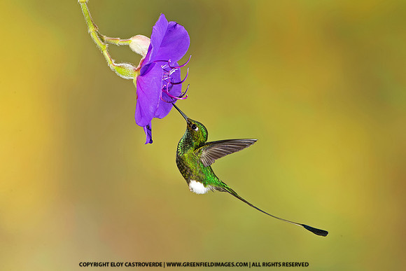 Booted Racket-tailed Hummingbird (Ecuador)
