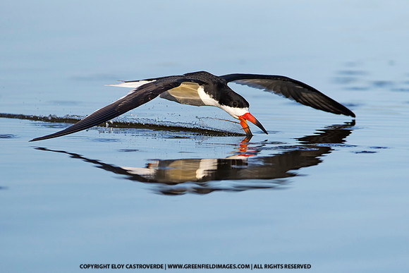 Black Skimmer (Florida)