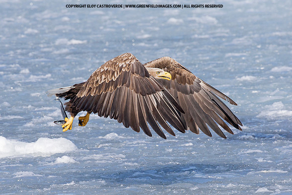 White-tailed Eagle (Japan)