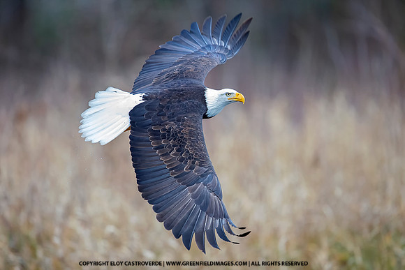 Bald Eagle (Washington)