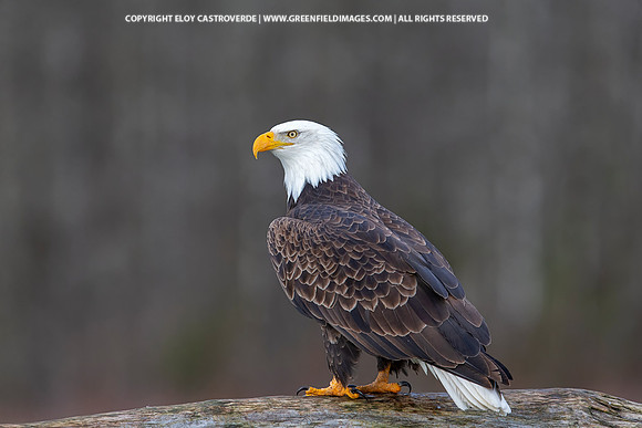 Bald Eagle (Washington)