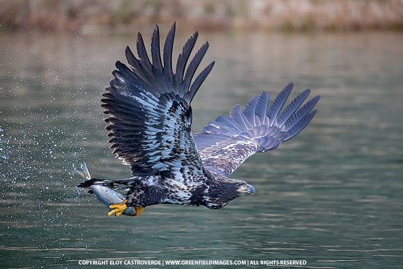 Bald Eagle Juvenile (Washington)