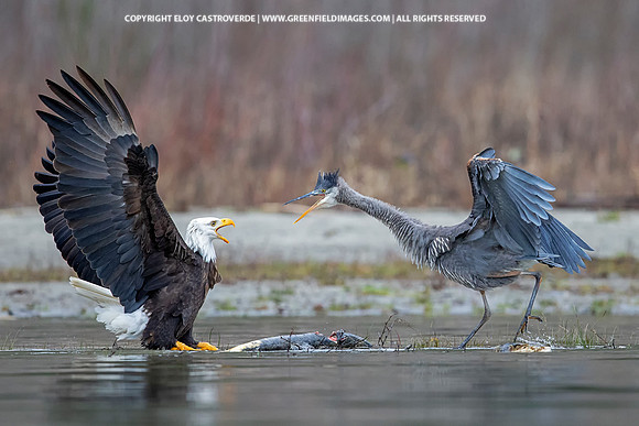 Bald Eagle and Great Blue Heron (Washington)