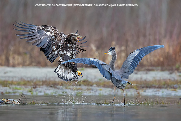 Bald Eagle Juvenile and Great Blue Heron (Washington)